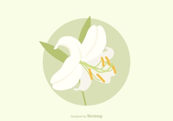 Download Free Easter Lily Vector for free