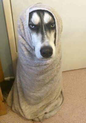 Husky