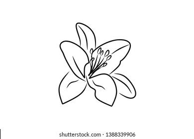 Vector Graphic Set Hand Drawn Sakura Stock Vector Royalty Free 594291212 Shutterstock