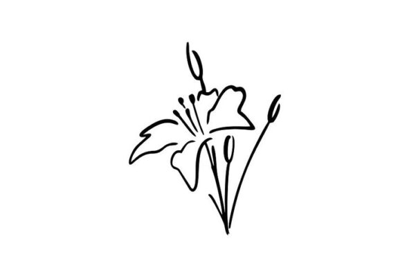 white lily ink drawing logo vector