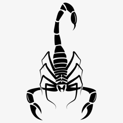 скорпион PNG вектор животных рисунок PNG картинки и пнг PSD рисунок для бесплатной загрузки